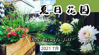 【花园分享】我家夏天的小花园2021 | 月季 绣球 大丽花 百合 金盏花 滴水观音 | 35种植物花卉 | Real Simple Jill