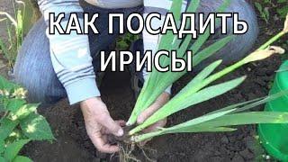 How to plant irises.