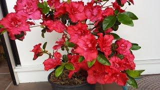 List of Plants That Grow From Cuttings: Plant Propagation Method