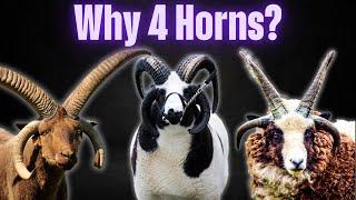 Why Do Some Sheep Have Four Horns? The Science Behind This Rare Trait