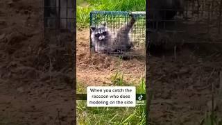 #POV: ONLY PAWS   #TikTok #Shorts #Comedy 