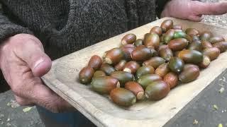 Mangiare le GHIANDE:  farina e pane