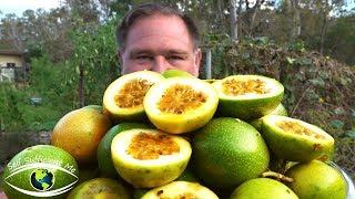 5 Tips How To Grow a Ton of Passionfruit From ONE Passion Fruit!