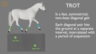 HORSE GAITS  PART 02 - TROT CYCLE ANALYSIS