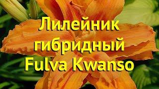 Лилейник гибридный Фулва Квансо. Краткий обзор, описание характеристик hemerocallis Fulva Kwanso