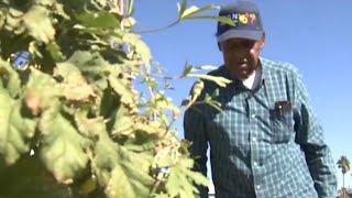 Urban farm behind North Las Vegas church providing fresh produce for community