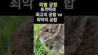 토끼띠에게 복을 가져다 주는 띠는? 띠궁합! 토끼띠와 만나면 최고 vs 최악의 궁합 띠 #띠별운세, #띠별궁합, #사주, #대박, #토끼띠, #운세,