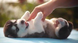 Huskies Being Dramatic & Weird For 8 Minutes - Funny and Cute Husky Puppies