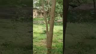beautiful peacock dance in rain #peacock #dance