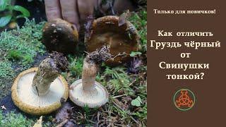 Только новичкам! Как отличать Груздь чёрный от Свинушки тонкой?