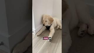 Jimmy the Golden Retriever: 99% Sweet, 1% Pure Chaos!  #Shorts