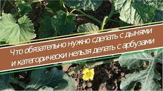 Как вырастить арбуз в домашних условиях, часть 2 - формирование арбузов и дынь