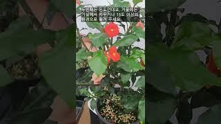 Crown of Thorns 3 tips to look beautiful and long