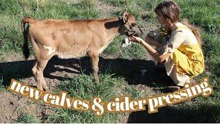 Summer Vlog | New Heifer Calf | Cider Pressing