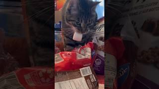 Cat steals marshmallow #cute #cat #funny