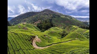 Cameron Highlands Malaysia. CUTI-CUTI MALAYSIA