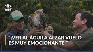 En Cali, ad-portas de COP16, liberan a águila coronada herida por cazadores