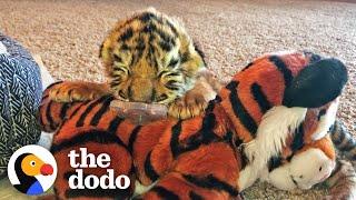 Tiniest Tiger Cub Is A Wild Man Now | The Dodo Little But Fierce