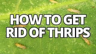 Say Goodbye to Thrips with These Pro Tips