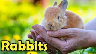 Beginner's Guide to Care for a Pet Rabbit!