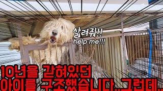 [긴급영상]철장에 10년동안 갇혀있던 잉글리쉬 쉽독을 구조하였습니다. (Country Story of City Couple EP.592)