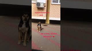 Малютка ищет человека Хозяин, найдись #собака #суперсобака #животные #милота #love