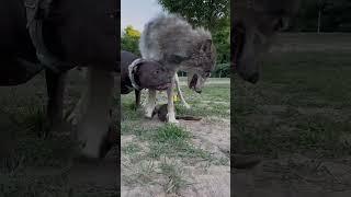 Importance of a Strong Guard Dog For Your Home!!