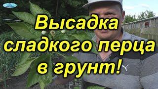 Если посадить сладкий перец ТАК, то он завалит урожаем!!!