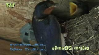 Boerenzwaluw - Hirundo Rustica  - Barn Swallow