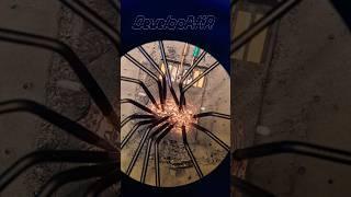 Data recovery from a dead MicroSD card