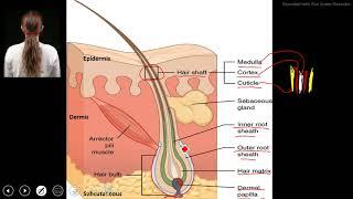 Hair Follicle Anatomy