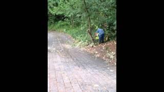 Slow Motion Tree