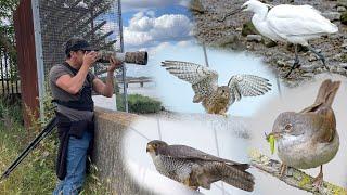 Crossness Nature Reserve mini vlog 16th June. Canon R7 & RF 200-800mm. Peregrine Falcon Whitethroat