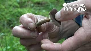 Conoscere i Funghi: Lactarius lignyotus [ NON COMMESTIBILE ]