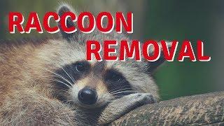 How I Got Rid of a Raccoon - Raccoon Removal DIY