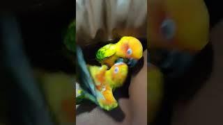 Sun Conure Fighting || Ziggy vs Roe