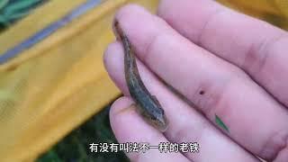 户外野采自制捕鱼器收获大澳龙。#戶外 #抓魚