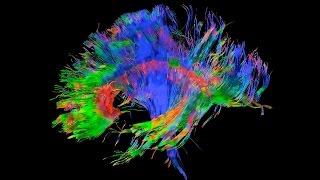 Lecture 3: The Structure of the Neocortex