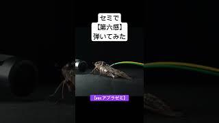 【 #第六感 】アブラゼミで弾いてみた #弾いてみた #reol