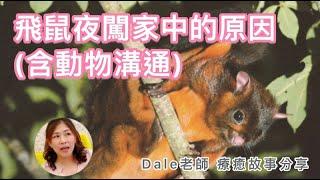 【飛鼠夜闖家中的原因？！】（含Dale老師與飛鼠的溝通）