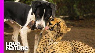 Cheetah And Dog Are Best Friends | Oddest Animal Friendship | Love Nature