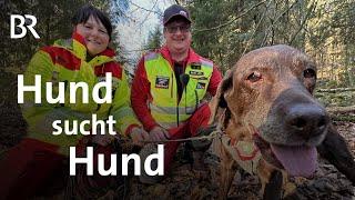 Such-Hund erschnüffelt Hund | So werden Suchhunde trainiert | BR