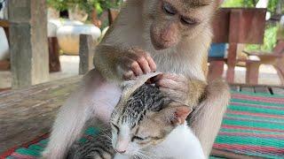 Cute Kitty Mally Very Sleepy While Adorable Monkey Zueii Grooming Her