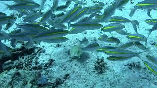 Torpedo Ray, Sharm El Sheikh, Egypt