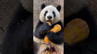  ClOSE-UP: Foodie Giant Panda  | Adorable Panda  吃货熊猫大特写