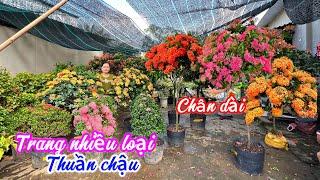 Trang nhiều loại thuần chậu Mỹ Hồng,tàu thái,đỏ nhung..15/11 0703236412.Cúc-Phan