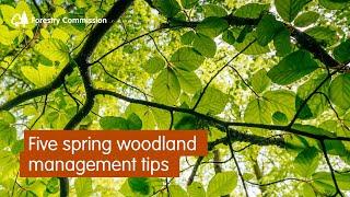 Five spring woodland management tips