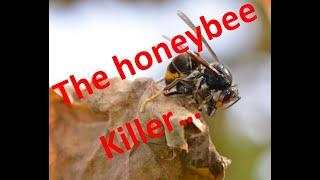 The great killer of honeybees