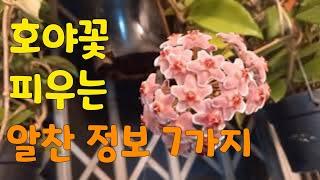 호야키우기!! 이것만알면 너무쉽다 #호야꽃 피우는 알찬정보 7가지