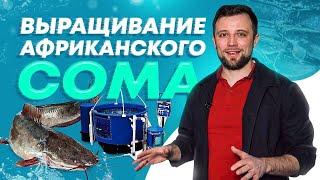 РЫБОВОДНАЯ ферма по выращиванию АФРИКАНСКОГО СОМА в УЗВ на 30 тонн/год – особенности БИЗНЕСА